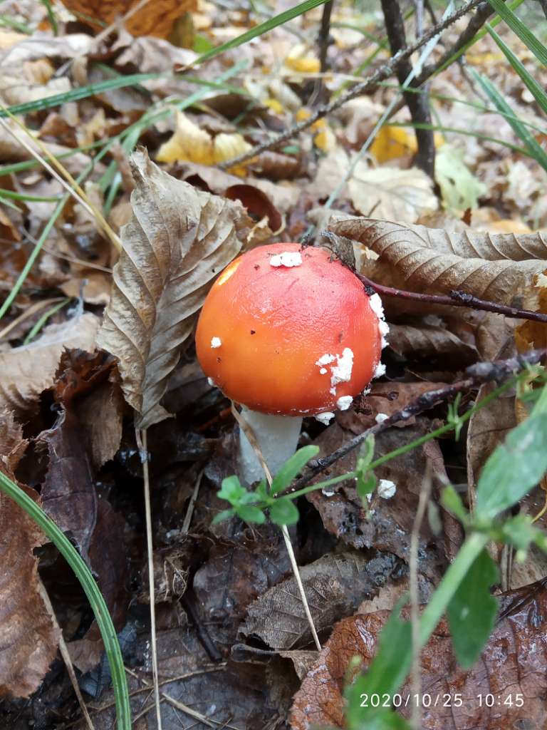 Грибний сезон - Танява