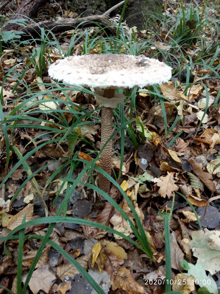 Грибний сезон - Танява