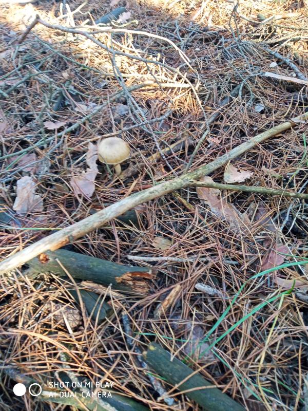 ЗИМА У НЕГРАШАХ - Неграши