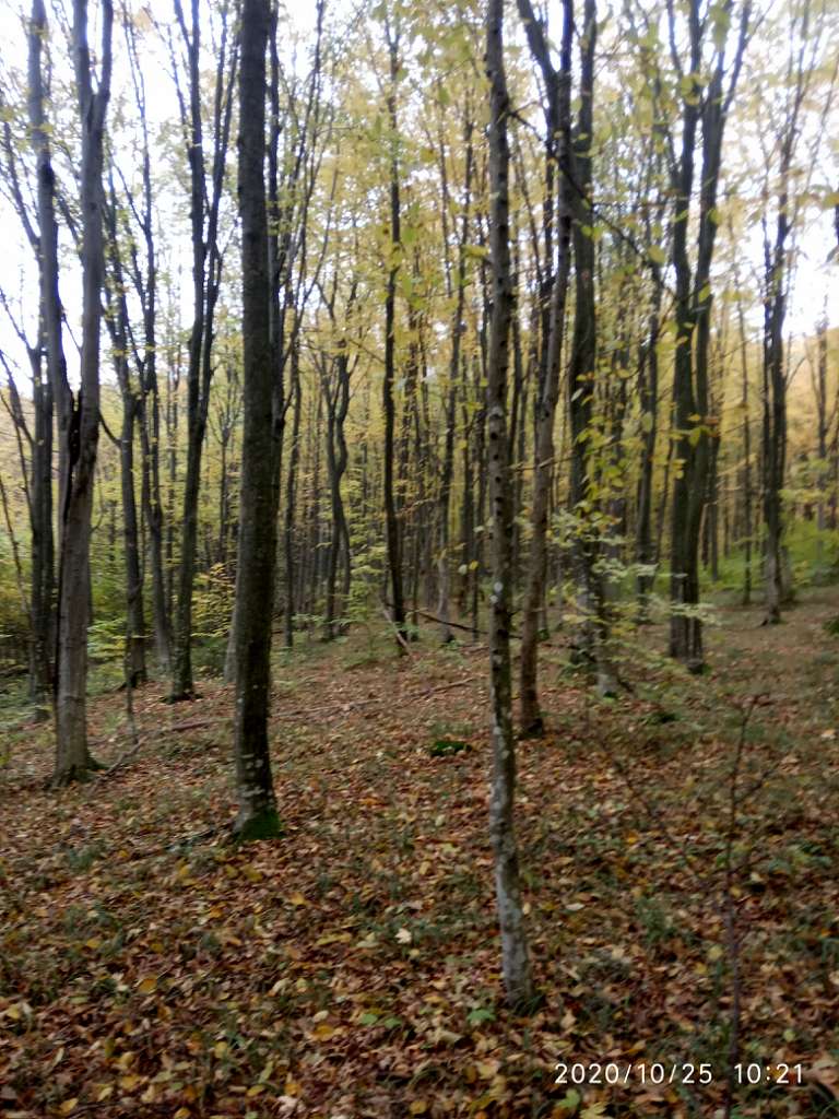 Ліс - Танява