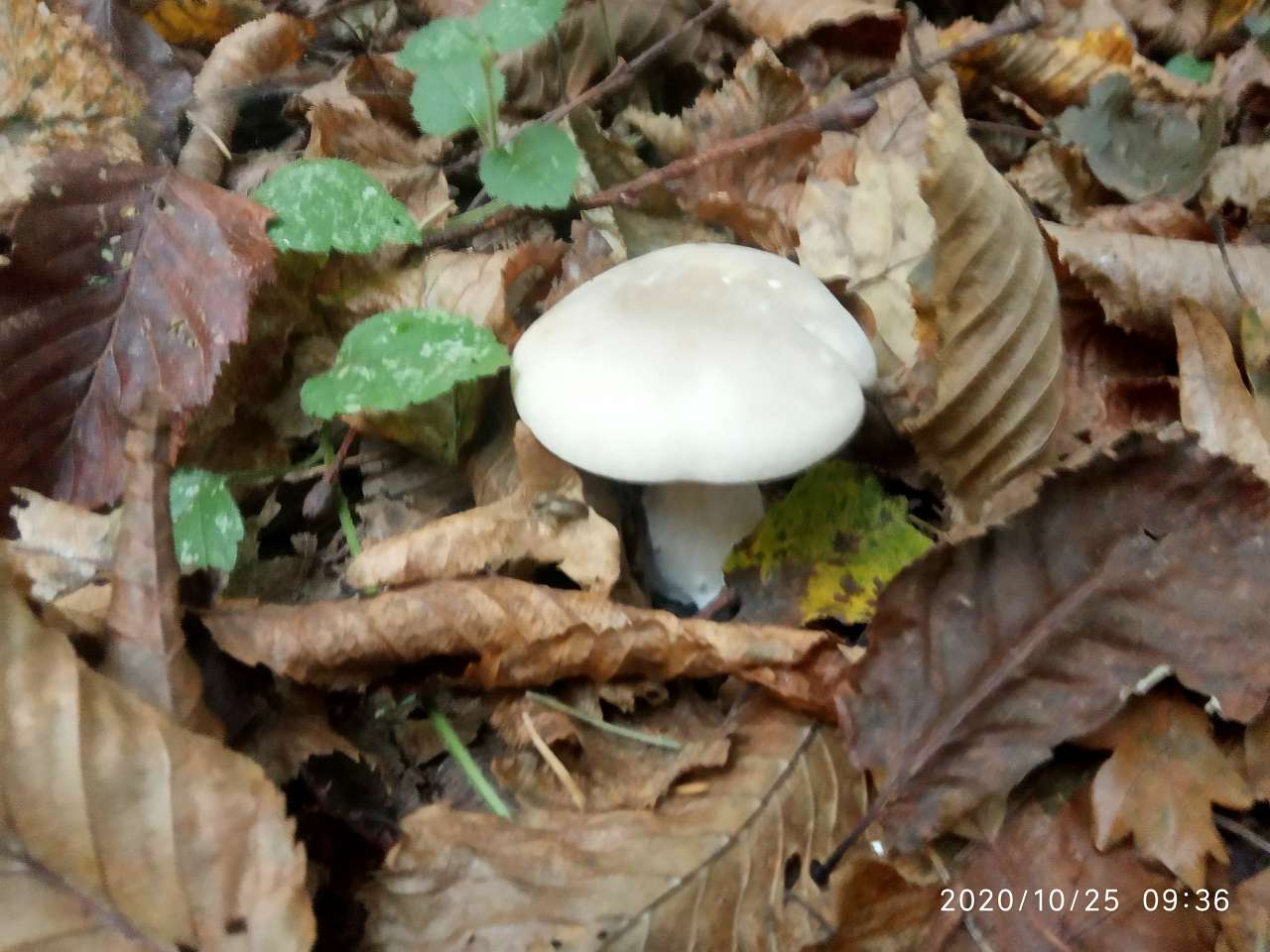 Грибний сезон - Танява