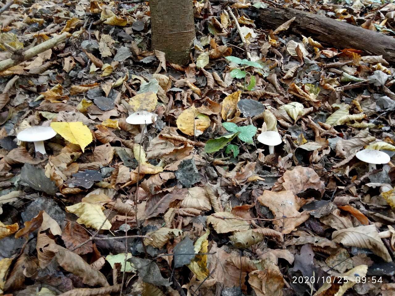 Грибний сезон - Танява