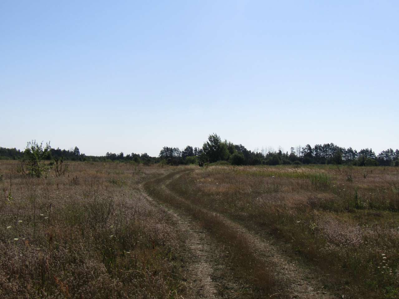 Засушливе літо 2020 - го... - Карвинівка