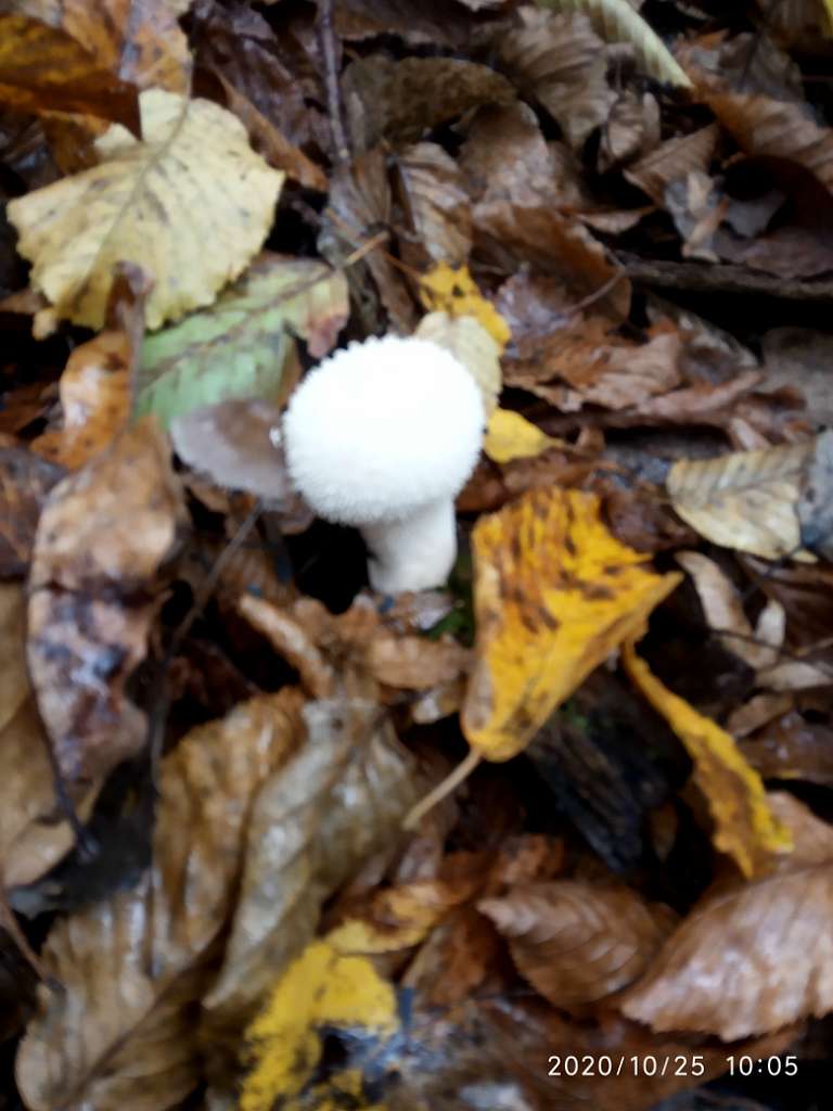 Грибний сезон - Танява