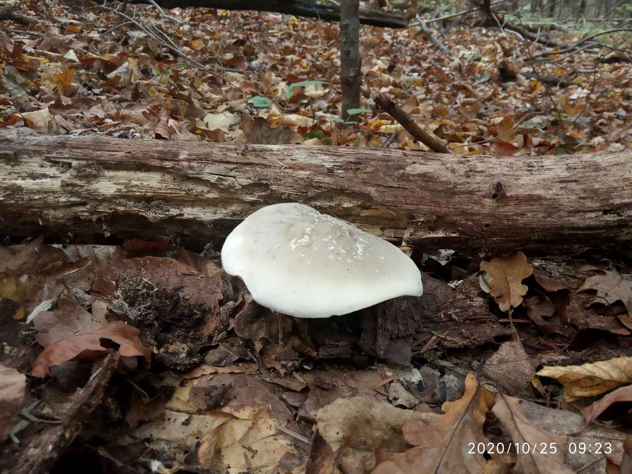 Грибний сезон - Танява