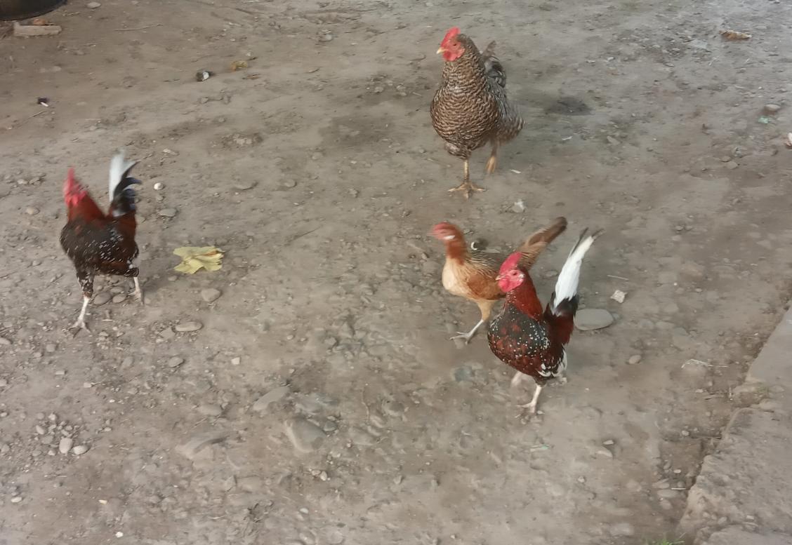 зоосвіт 2 - Держів