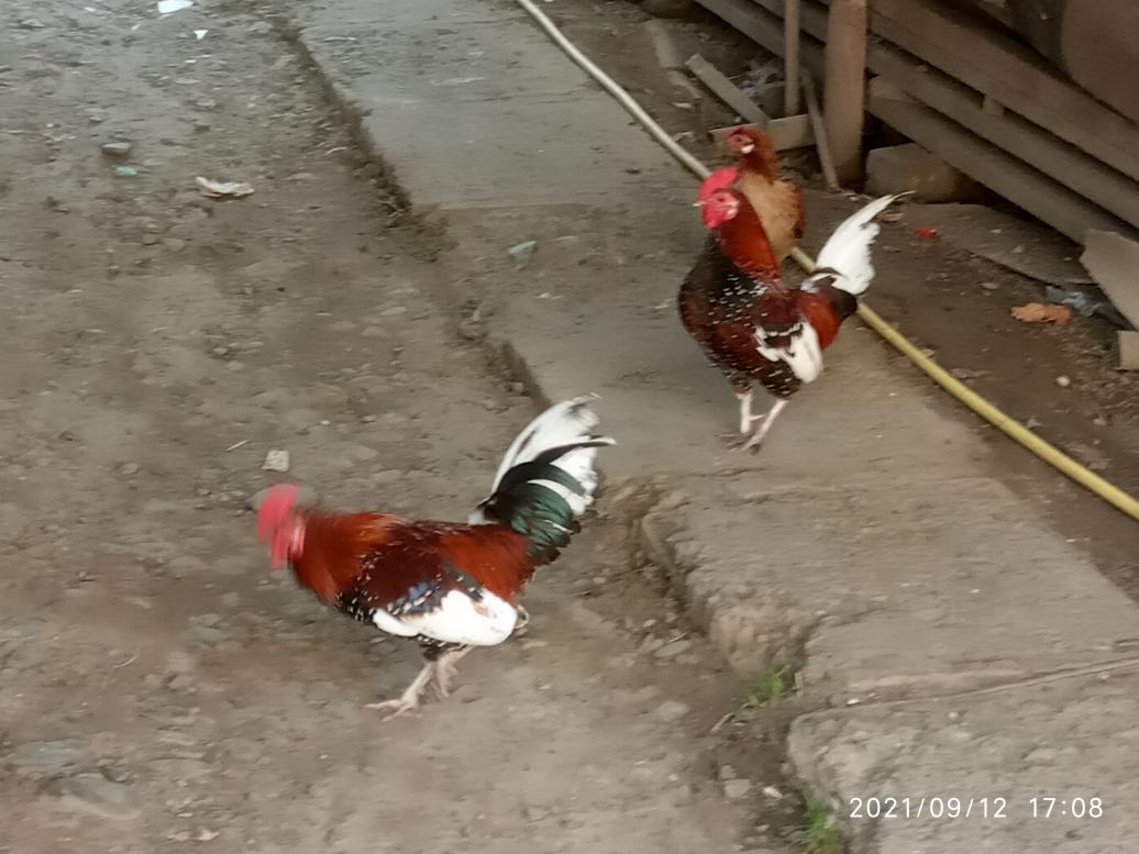 зоосвіт 2 - Держів