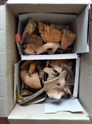 Буковина. Археологія