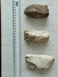 Буковина. Археологія