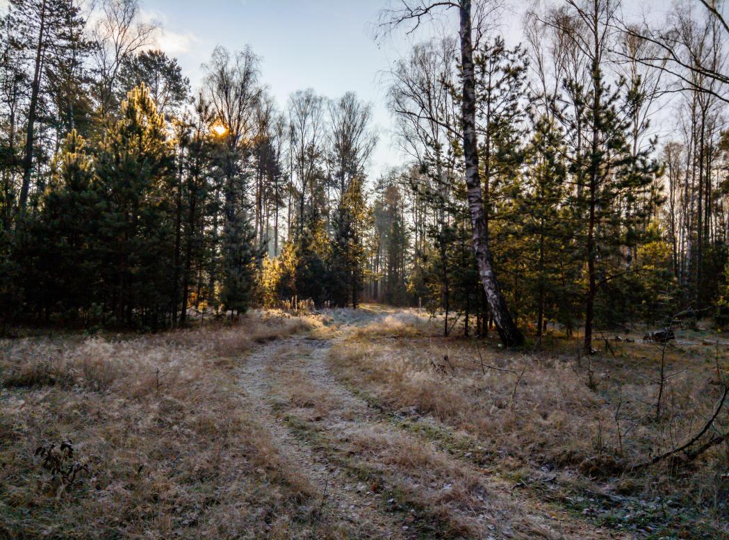 Наші фото - Полянка