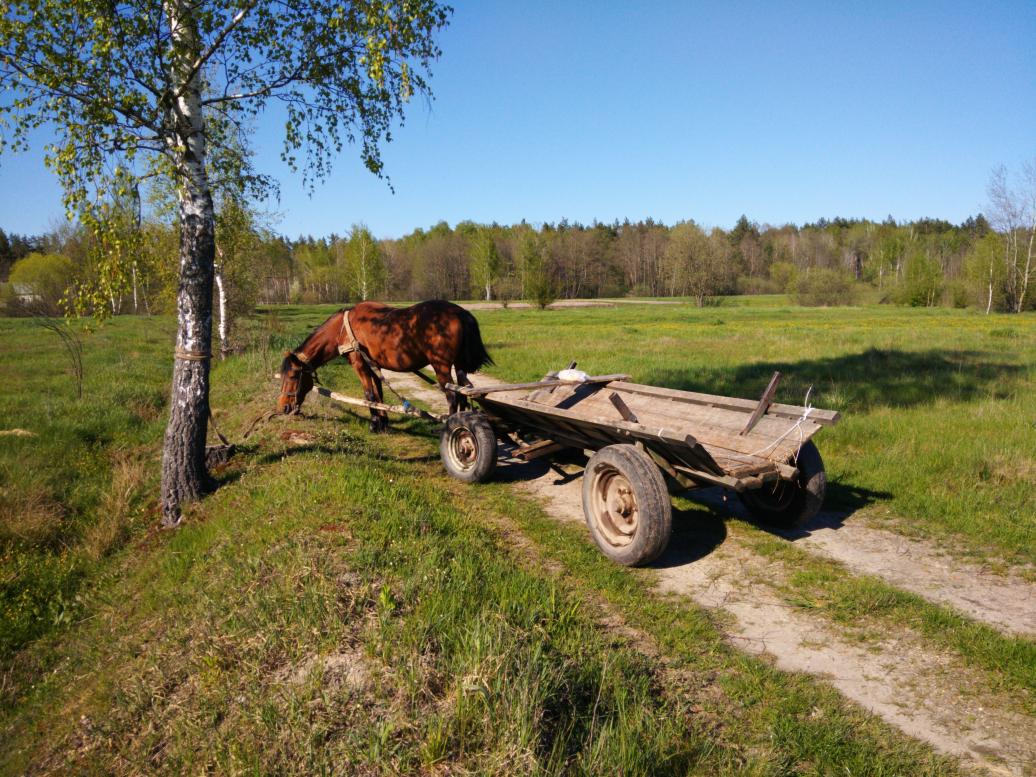 Наші фото - Полянка
