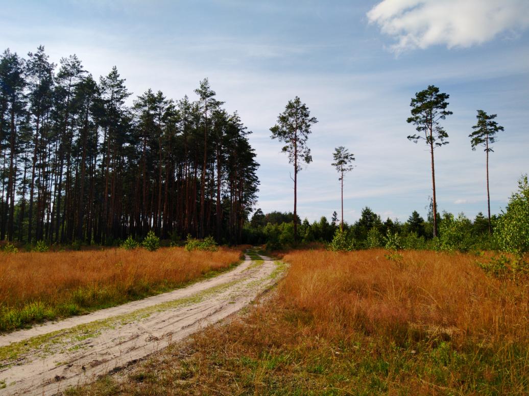 Наші фото - Полянка