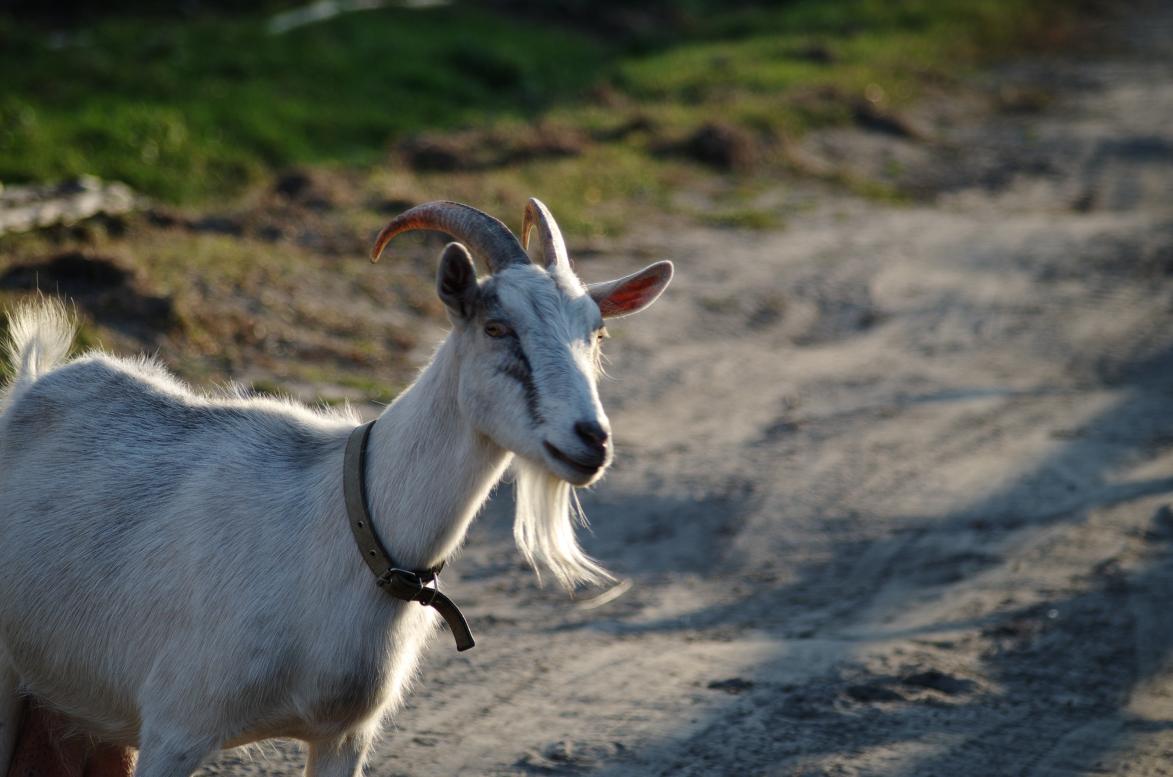 Наші фото - Будисько