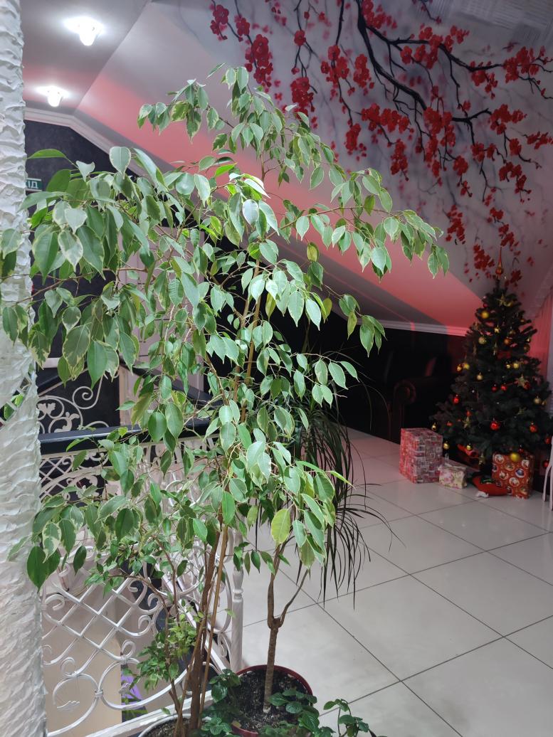 Новорічний настрій - Козелець