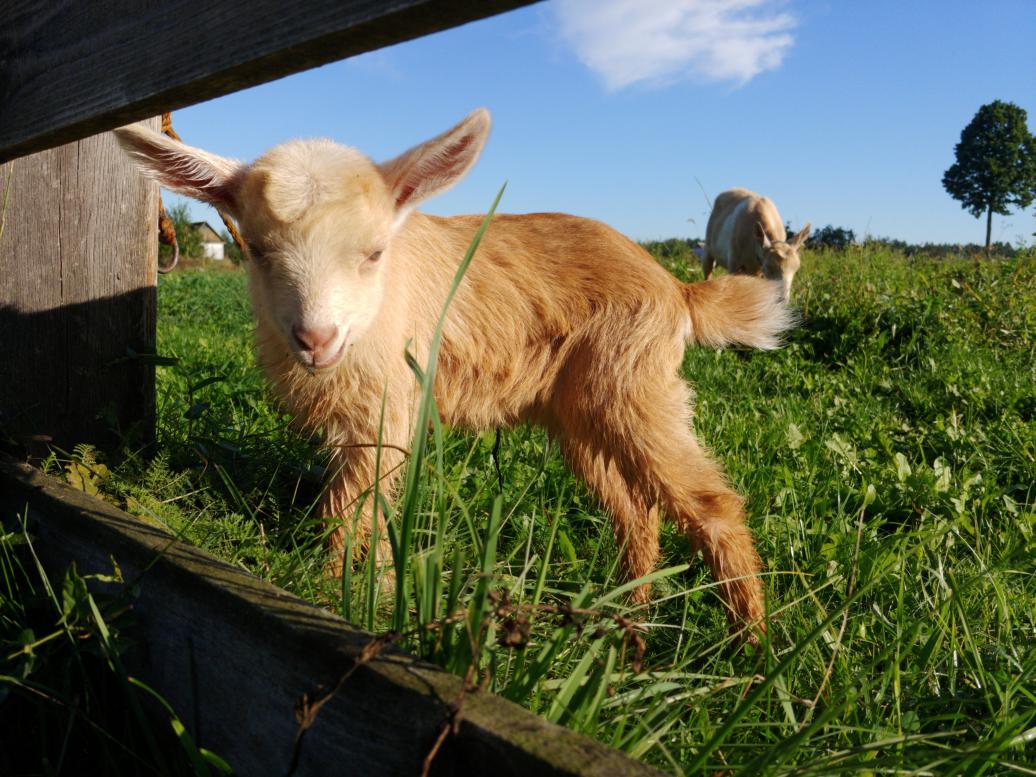 Наші фото - Полянка