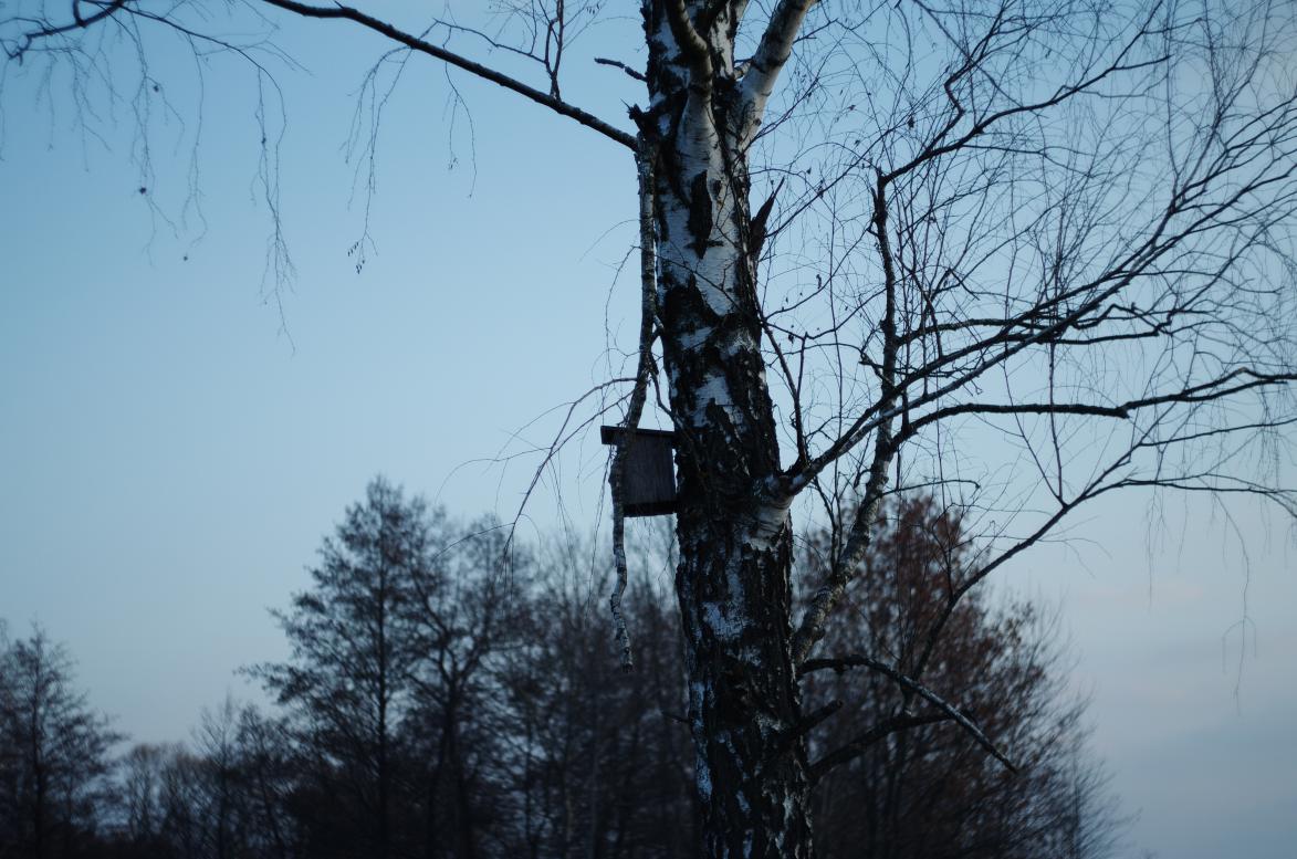 Наші фото - Полянка