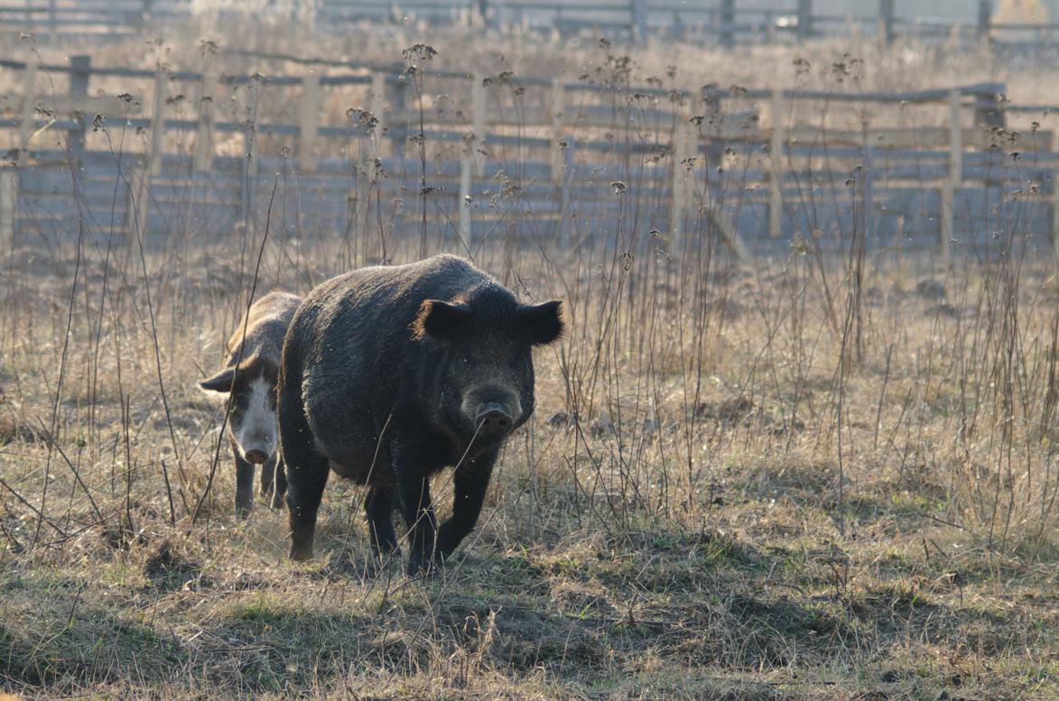 Наші фото - Будисько