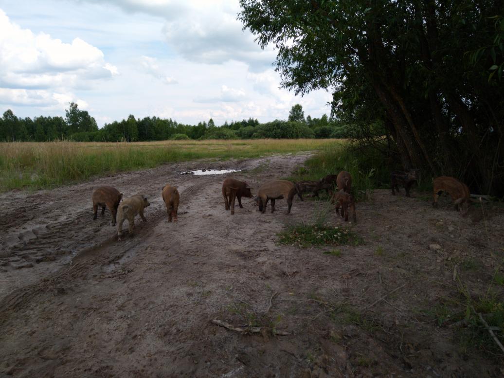 Наші фото - Будисько