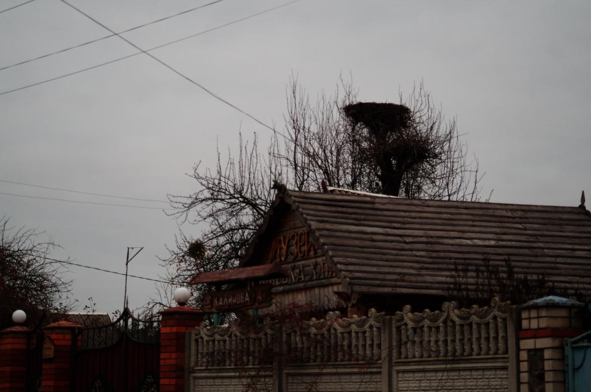 Наші фото - Полянка