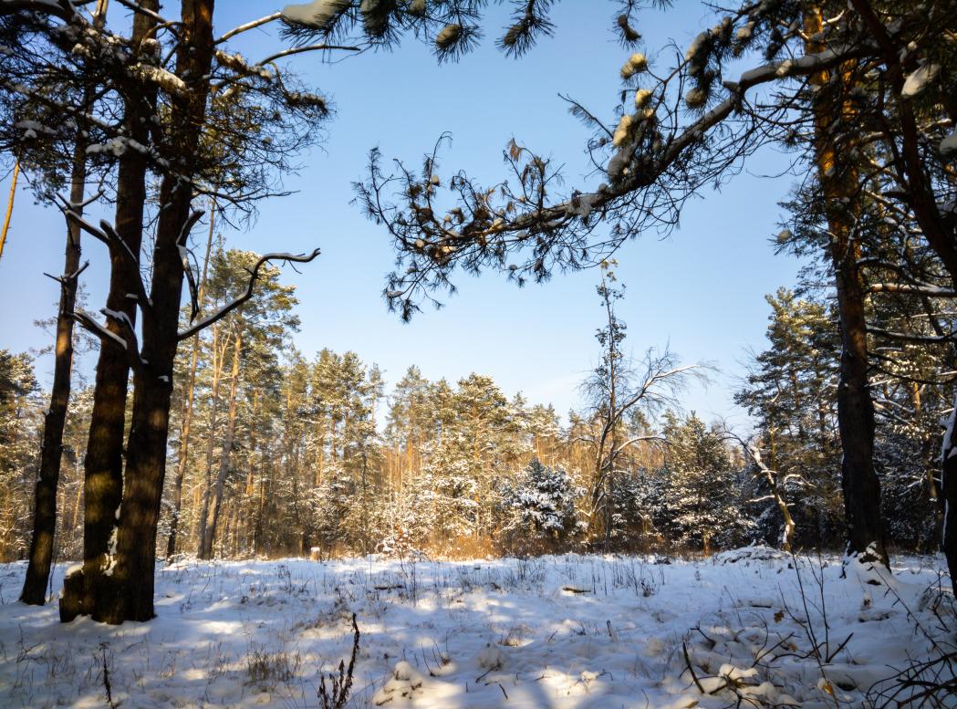 Наші фото - Полянка