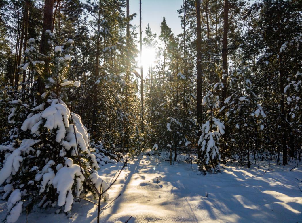 Наші фото - Полянка