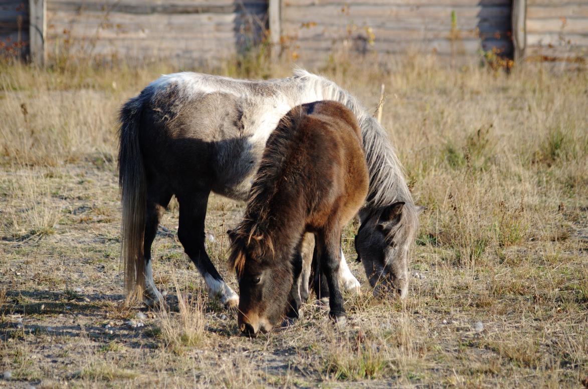 Наші фото - Будисько