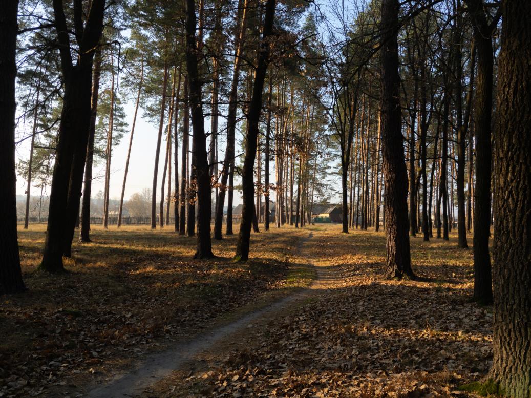 Наші фото - Полянка