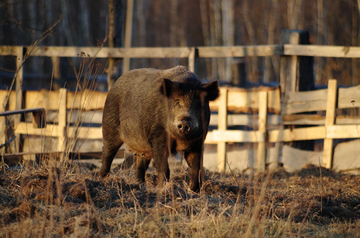 Наші фото - Будисько