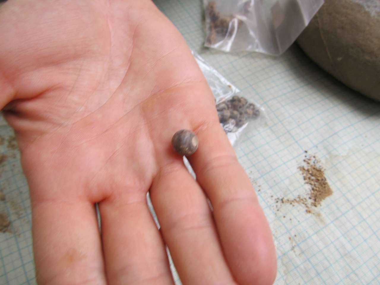 АРХЕОЛОГИ В СЕЛІ - Золотая Балка