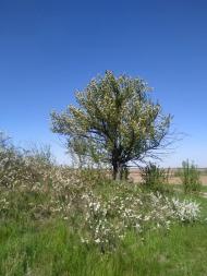 Веселинівка