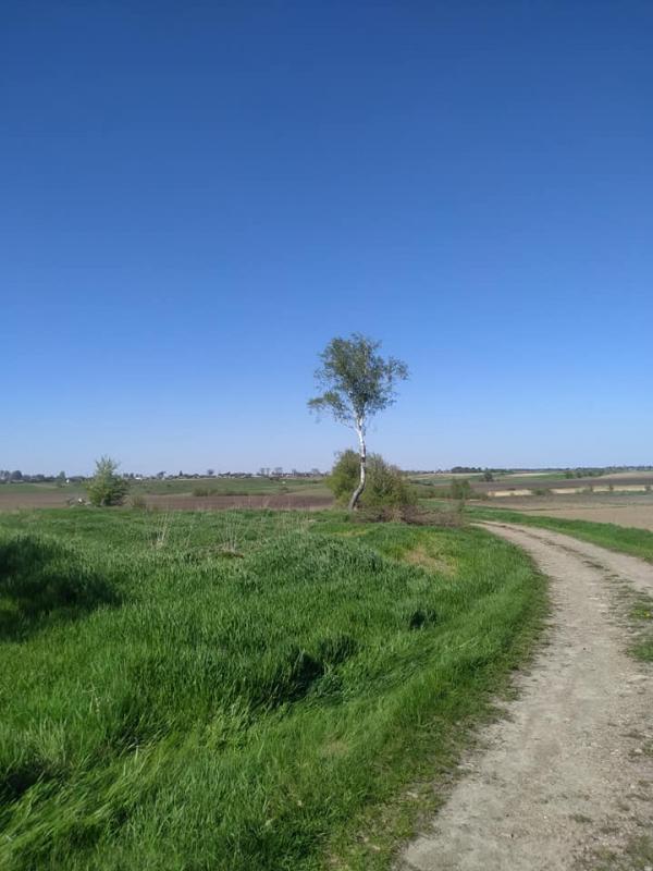 Веселинівка - Веселинівка