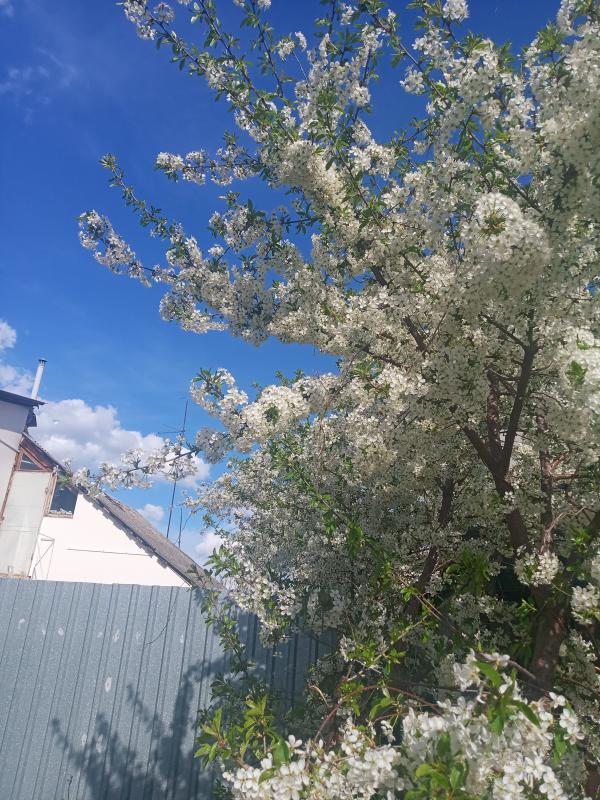 Наші фото - Вишневе