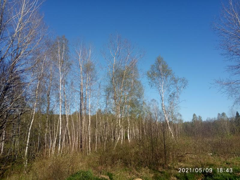 краєвид - Смоляной