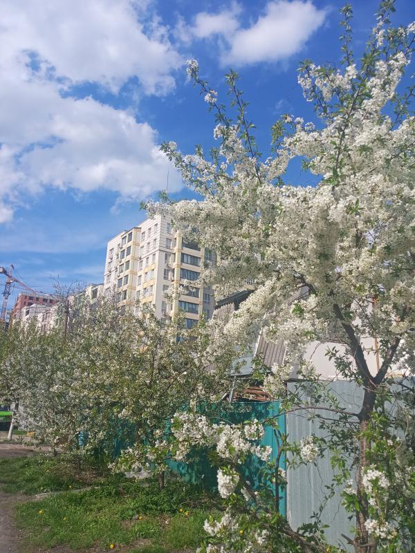 Наші фото - Вишневе