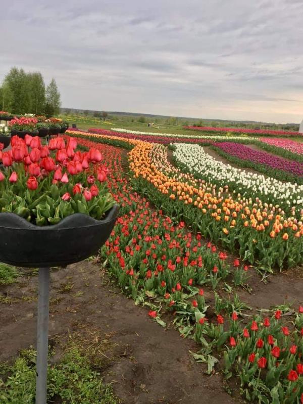 Копилів з panoramio.com - Копилів