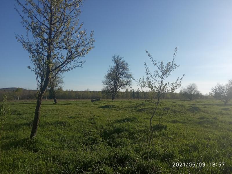 краєвид - Смоляной