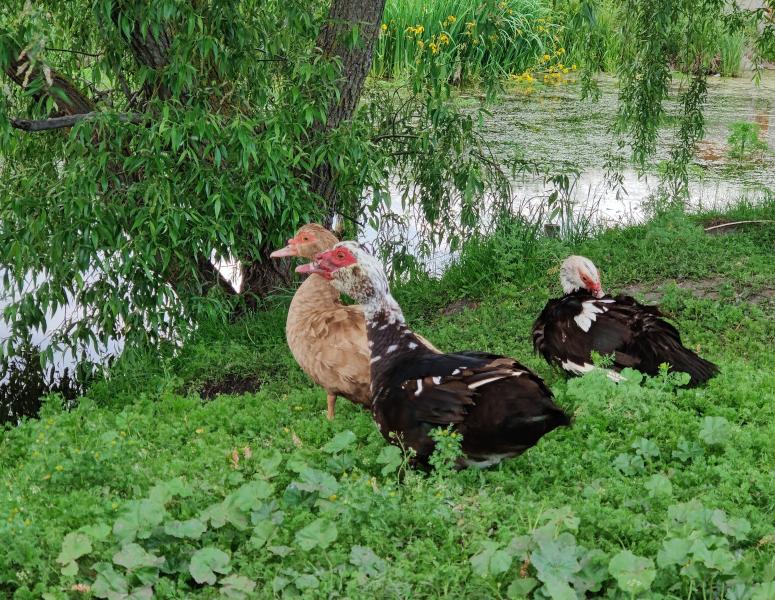 Природа Носівки - Носівка
