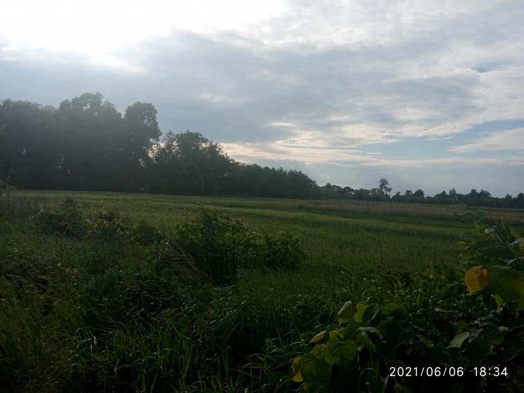 Краєвид - Пчаны