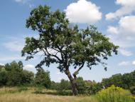 ВАНТОВИЙ МІСТ ЧЕРЕЗ УЖ