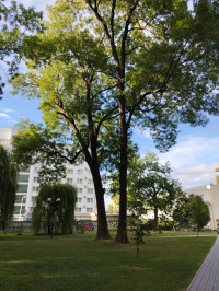 МІСТО ФРАНКОВЕ