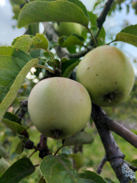 природні фантазії