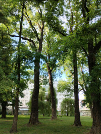 МІСТО ФРАНКОВЕ