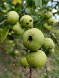 природні фантазії