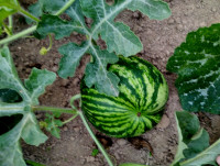 природні фантазії