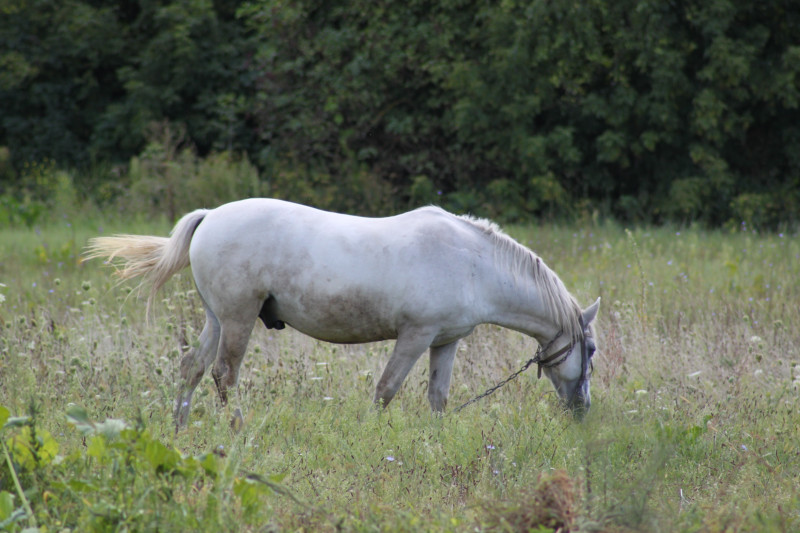 кладьківка - Кладьківка