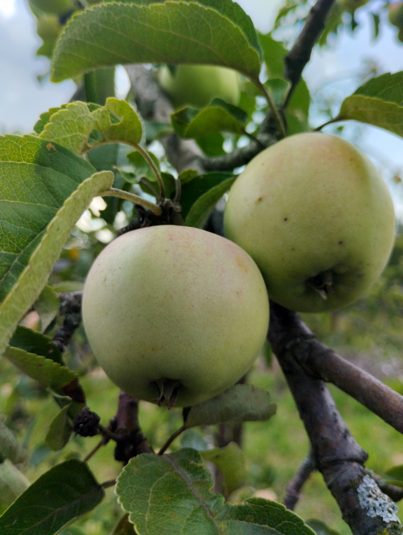 природні фантазії - Верхня Лукавиця