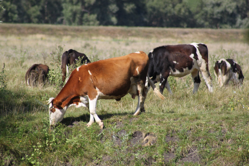 кладьківка - Кладьківка