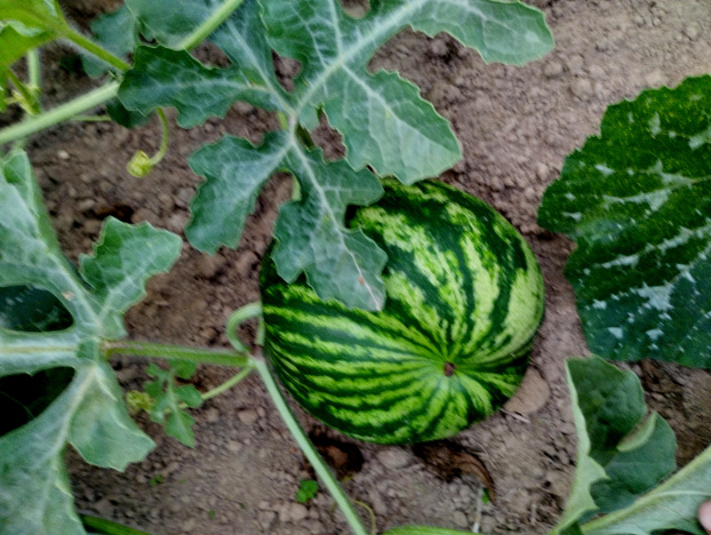 природні фантазії - Верхня Лукавиця