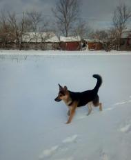 Три місяці блукає Соснівкою  собака.Можливо х