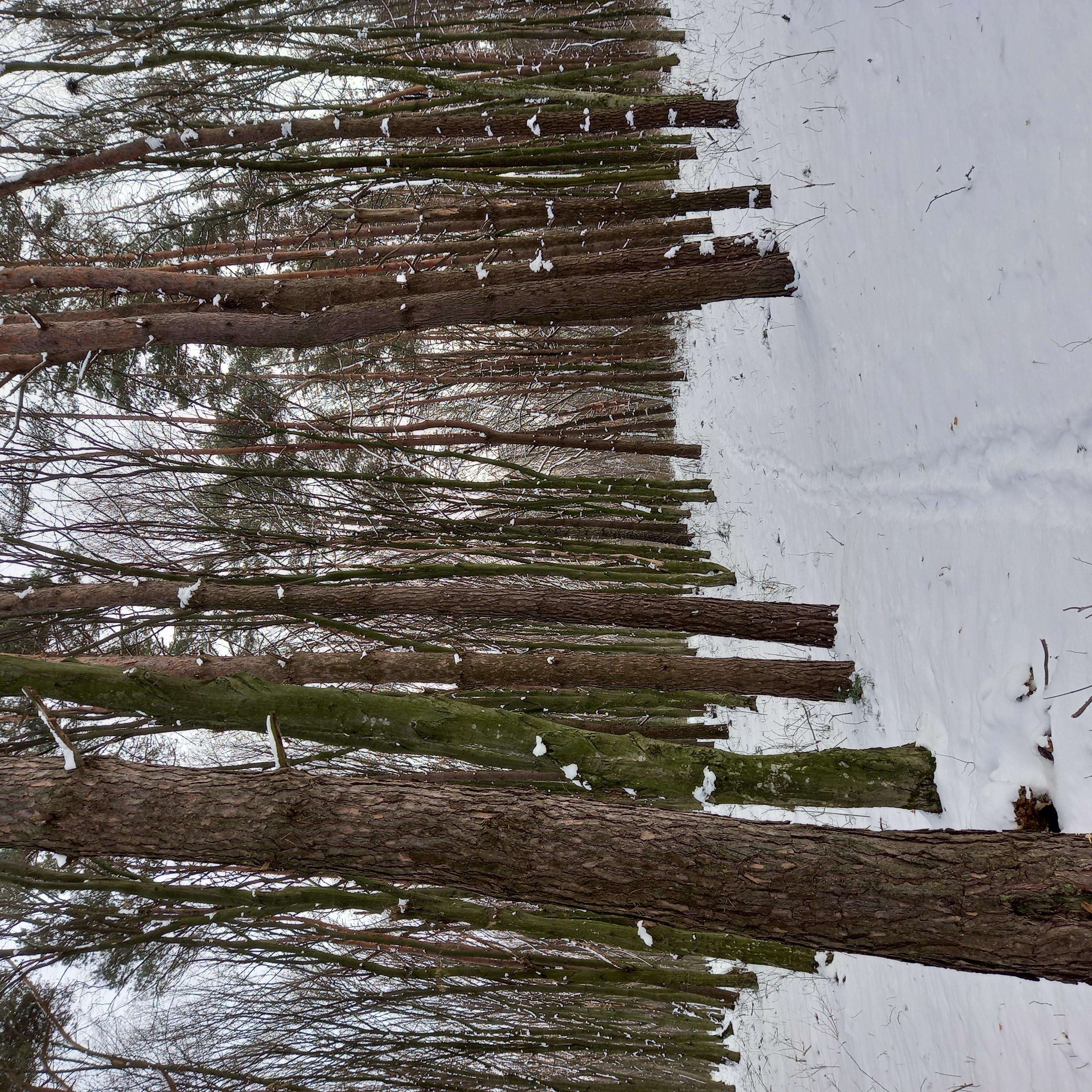 Природа - Лисівка